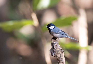 Bulanık arka planda, ağaç dalında oturan kuşun yakın plan görüntüsü