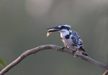 Güzel Pied Kingfisher kuşu gagasında balıkla