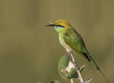Doğal ortamında küçük yeşil arı yiyen kuş.