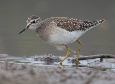 Güzel bir Wood Sandpiper 'ın yakın çekimi.
