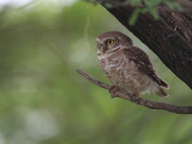 Benekli baykuş (Athene brama) doğada