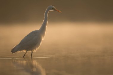 Gölde güzel beyaz balıkçıl