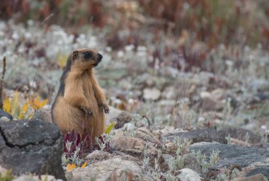 Himalaya altın dağ sıçanı doğal ortamında