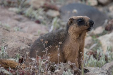 Himalaya altın dağ sıçanı doğal ortamında