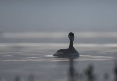 Sabahları yüzen kuş (Fulica) 