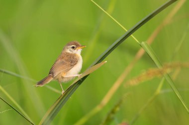 Ağaç dalında küçük bir kuş
