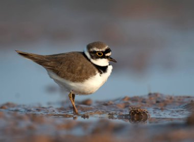 Little ringed plover (Charadrius dubius) in wetland 