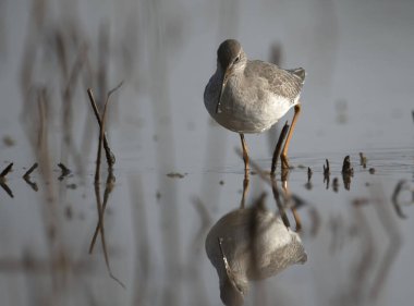 Gölette avlanırken görülmüş. 