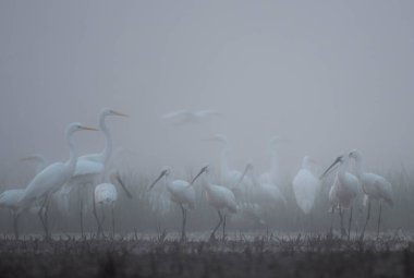 Avrasya kaşık faturaları, Platalea löklorodi kuşları doğal ortamdaki gölette.