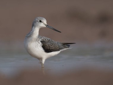 Gölette avlanırken görülmüş. 