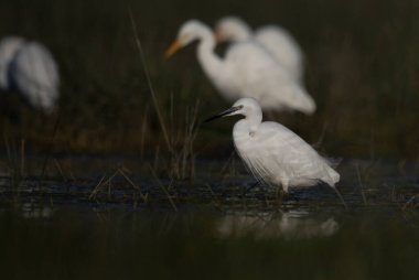 Sudaki büyük balıkçıl (ardea alba) seçici odağı