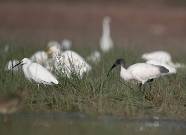 Siyah başlı gelincikler ve çimlerde akbalıkçıllar.