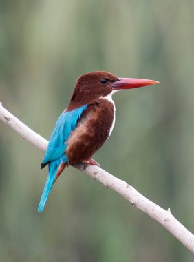 Beyaz boğazlı Kingfisher görüşü