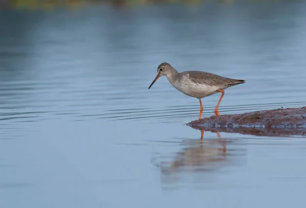 Spotted Red Shank Natural Habitat — Stock Photo, Image