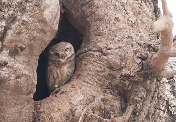 Spotted Owlet Athene Brama Dziupla — Zdjęcie stockowe
