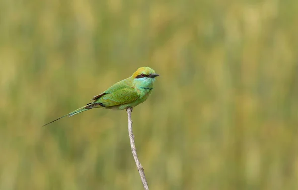 Pequeno Pássaro Comedor Abelhas Verde Habitat Natural — Fotografia de Stock
