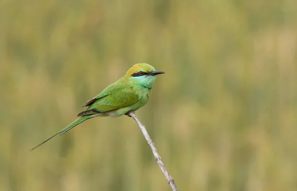 Mały Zielony Ptak Jedzący Pszczoły Środowisku Naturalnym — Zdjęcie stockowe