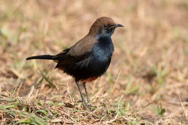 Indian Robin Bird Grass — Stock Photo, Image