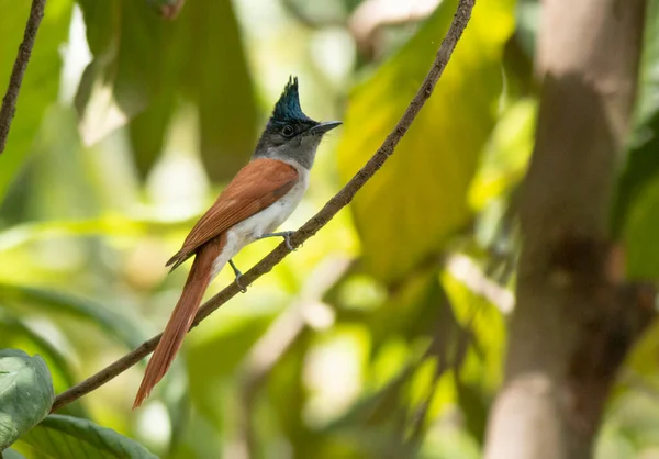 Flycatcher Paradis Indien Sur Branche Arbre — Photo