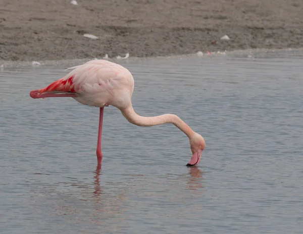 Flamingo Branco Rosa Água — Fotografia de Stock