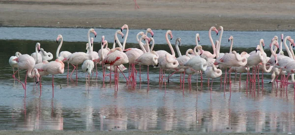 Стадо Великих Фламинго — стоковое фото