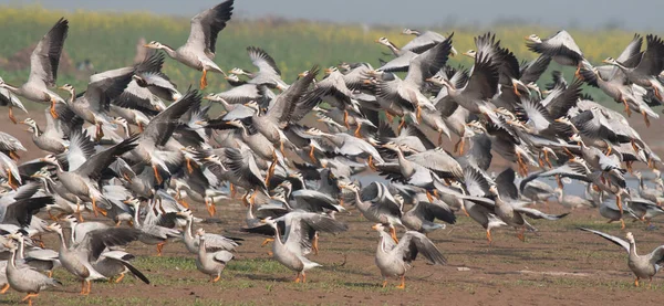 stock image Flock of Bar headed goose flying over the lake