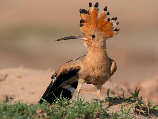Dudek Chocholatý Pták Přirozeném Prostředí — Stock fotografie