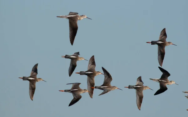 Indian Spot Billed Ducks Flying — Stock Photo, Image