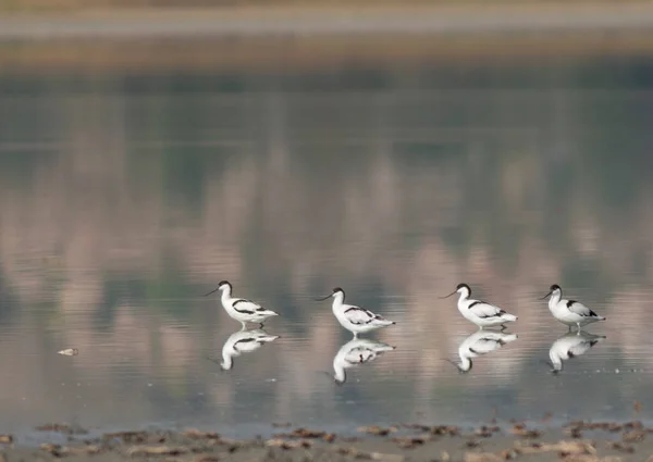 Stado Zajętych Ptaków Awokado Recurvirostra Avosetta Wodzie — Zdjęcie stockowe