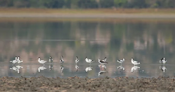 Flock Pied Avocet Recurvirostra Avosetta Fåglar Vatten — Stockfoto