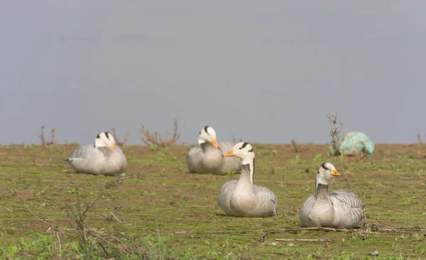 Flock Bar Headed Geese — Stock Fotó