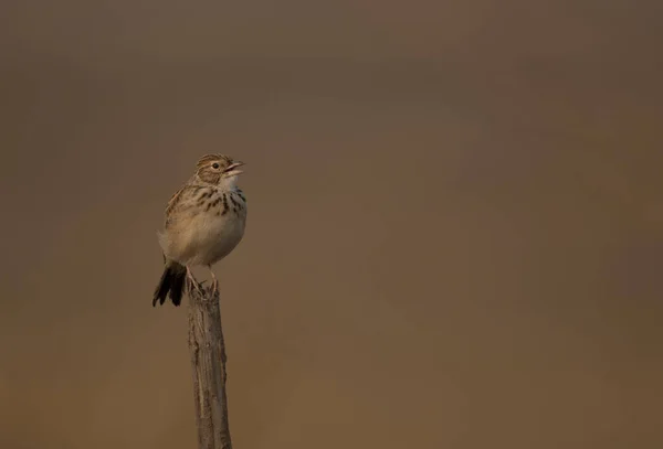 Uccello Sul Ramo Albero — Foto Stock