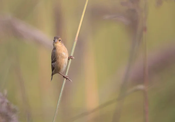 Baya Weaver Pájaro Una Rama Bosque — Foto de Stock