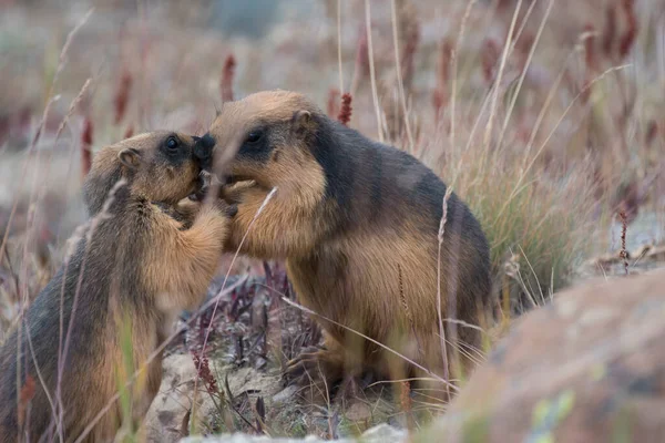 Marmota Dorada Del Himalaya Hábitat Natural — Foto de Stock