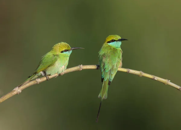 Little Green Bee Eater Birds Natural Habitat — Stock Photo, Image