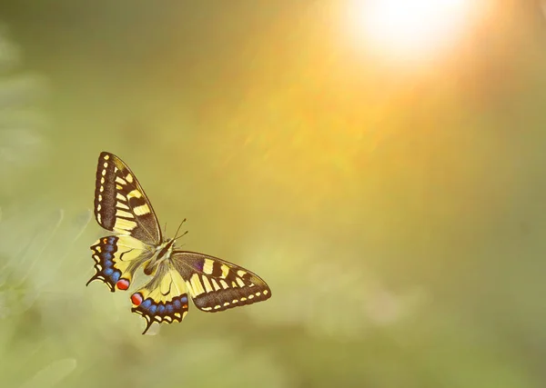 自然界中美丽的蝴蝶 背景模糊 — 图库照片