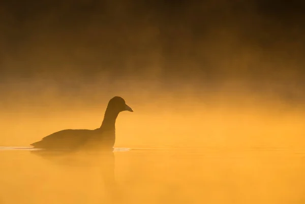 Птенец Время Оранжевого Восхода Солнца Туманном Озере — стоковое фото