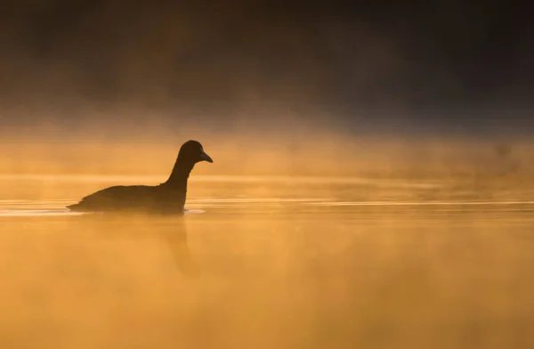 Птенец Время Оранжевого Восхода Солнца Туманном Озере — стоковое фото
