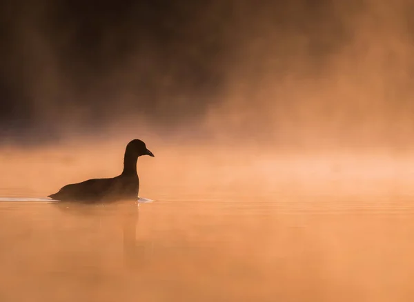 雾蒙蒙的湖上 橙色日出时的鸡群 — 图库照片