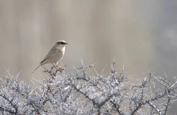 Pássaro Ramo Floresta Inverno — Fotografia de Stock