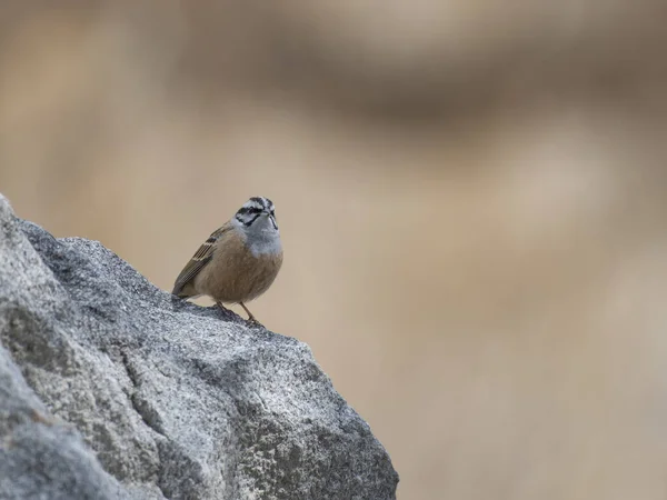 Bir Kayanın Üzerinde Oturan Kuşun Yakın Çekim Görüntüsü — Stok fotoğraf