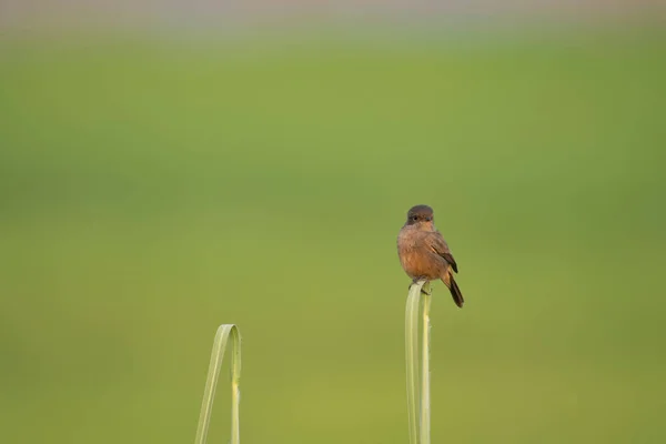 Kleiner Vogel Auf Einem Ast — Stockfoto
