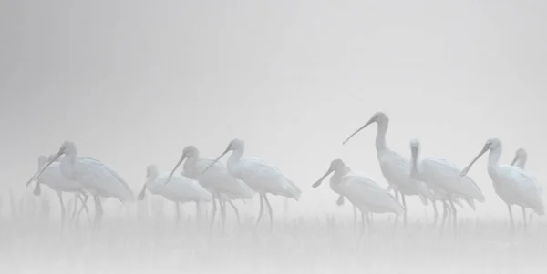 Avrasya Kaşık Faturaları Platalea Löklorodi Kuşları Doğal Ortamdaki Gölette — Stok fotoğraf