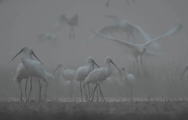 Eurasiatiska Skedar Platalea Leucorodia Fåglar Dammen Naturlig Miljö — Stockfoto