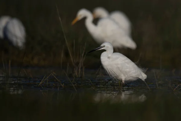selective focus of great egret (ardea alba) in the water