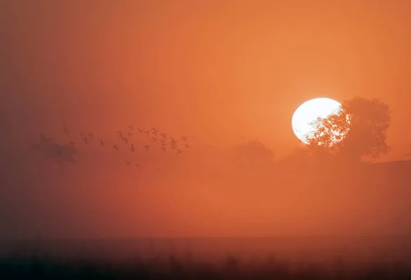 Rebanho Aves Voando Nascer Sol — Fotografia de Stock