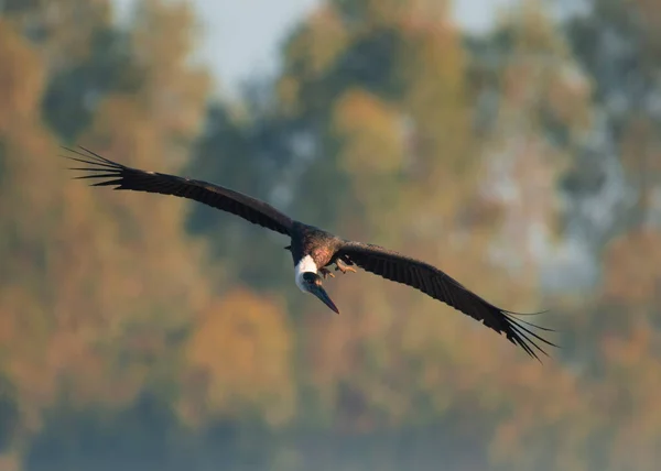 Woolly Necked Stork Flight — Stock Photo, Image