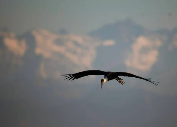 Woolly Necked Stork Flight — Stock Photo, Image