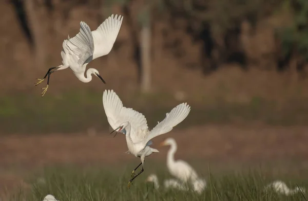 Vista Little Egrets Luchando — Foto de Stock