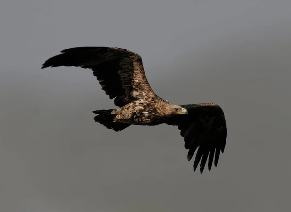 Eastern Imperial Eagle Flying — Stock Photo, Image